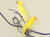 Baby Yellow Ring Neck Talking Parrots,7