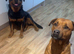 HANDSOME ROTTWEILER STUD AVAILABLE