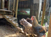 Cockerels 4mth old. Free. Cream legbar.