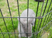 5 bunnies looking for new homes