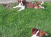 Gorgeous Cav Puppies