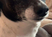 Lovely dog needs rehoming asap!
