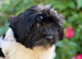 Exquisite litter of Havanese Puppies
