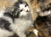 3 mixed breed kitten for nice home.