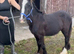 For sale 6 months old cob to make 13.2hh