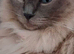RAGDOLL KINGS