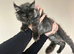 TICA registered Active female Maine coon kitten