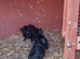Mum and baby daughter guinea pigs
