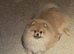 2 Gorgeous dameranian puppies Ready now