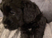 Beautiful cuddly mini Labradoodles F1b looking for forever home.
