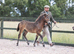 Top class exmoor foal