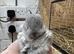 **TINY**Netherland dwarf rabbits