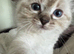 Ragdoll kittens for sale