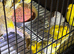 Fancy canary