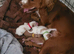 Amazon cocker spaniel puppies