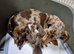 Miniature dachshund puppies