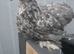 Blue pekin chicken