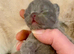 BEAUTIFUL PURE BREED BSH KITTENS