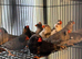 Zebra finches