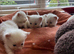 Ragdoll kittens