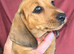 Beautiful traditionally bred puppies