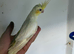 Young cocktail