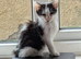 3 beautiful kitten