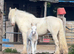 14.2 6yr old cremello cob mare