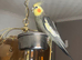 Grey Cockatiel parrot