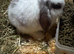 Gorgeous Mini Lop