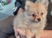 Beautiful fluffy babies
