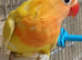 YELLOW FISHER DECINO/ LUTINO BLACK EYE