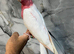 Friendly Baby Handreared Super Tame Cuddly Lutino Galah Cockatoo Parrot,20
