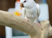 Quaker parrot