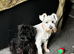 Miniature schnauzer