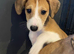 Lurcher puppies