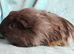 Cute pair of dark beautiful boy guinea pigs ready now