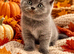 Beautiful British Shorthair Kittens