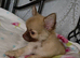 Long coat chihuahua male 9 weeks old
