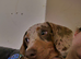 Daple male mini dachshund 6 months old