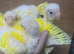 Hand reared super tame buttercup  kakrekis