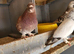 Pigeon for sale