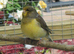 Gloster Canary male