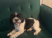 Gorgeous Female Shihpoo