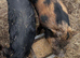 Intact 2 year old intact boar