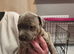 Puppies for sale