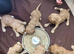 Cockapoo puppies