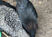 Coloured laying hybrid hens