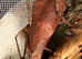 Malaysian Dead Leaf Mantis. - Female