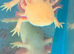 Axolotls for sale &pound;10 each